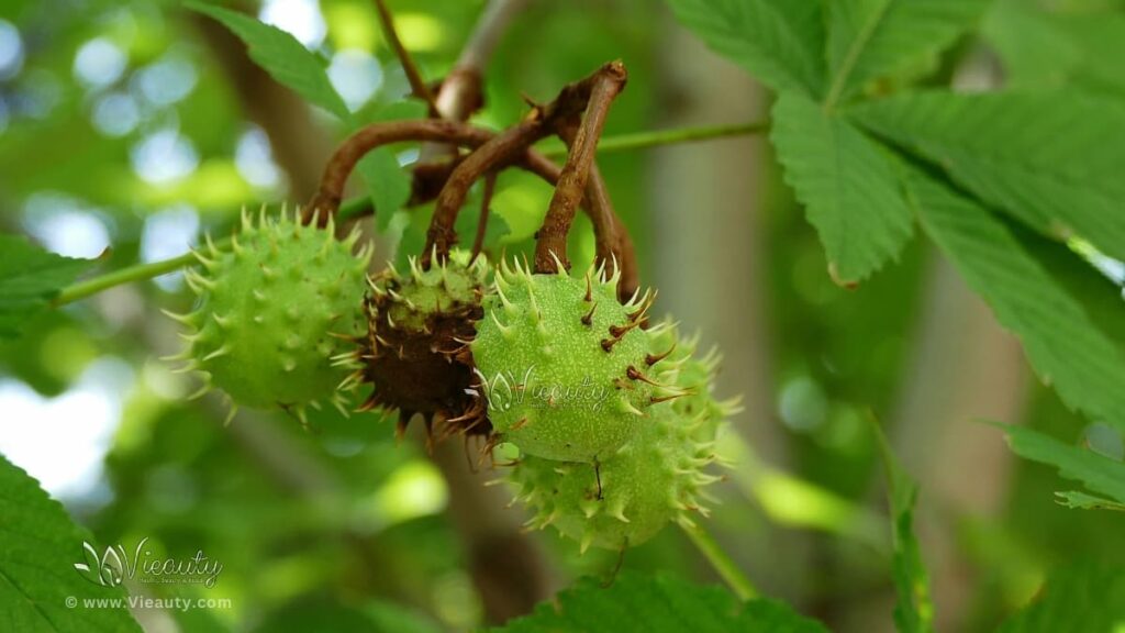 health-benefits-of-the-horse-chestnut